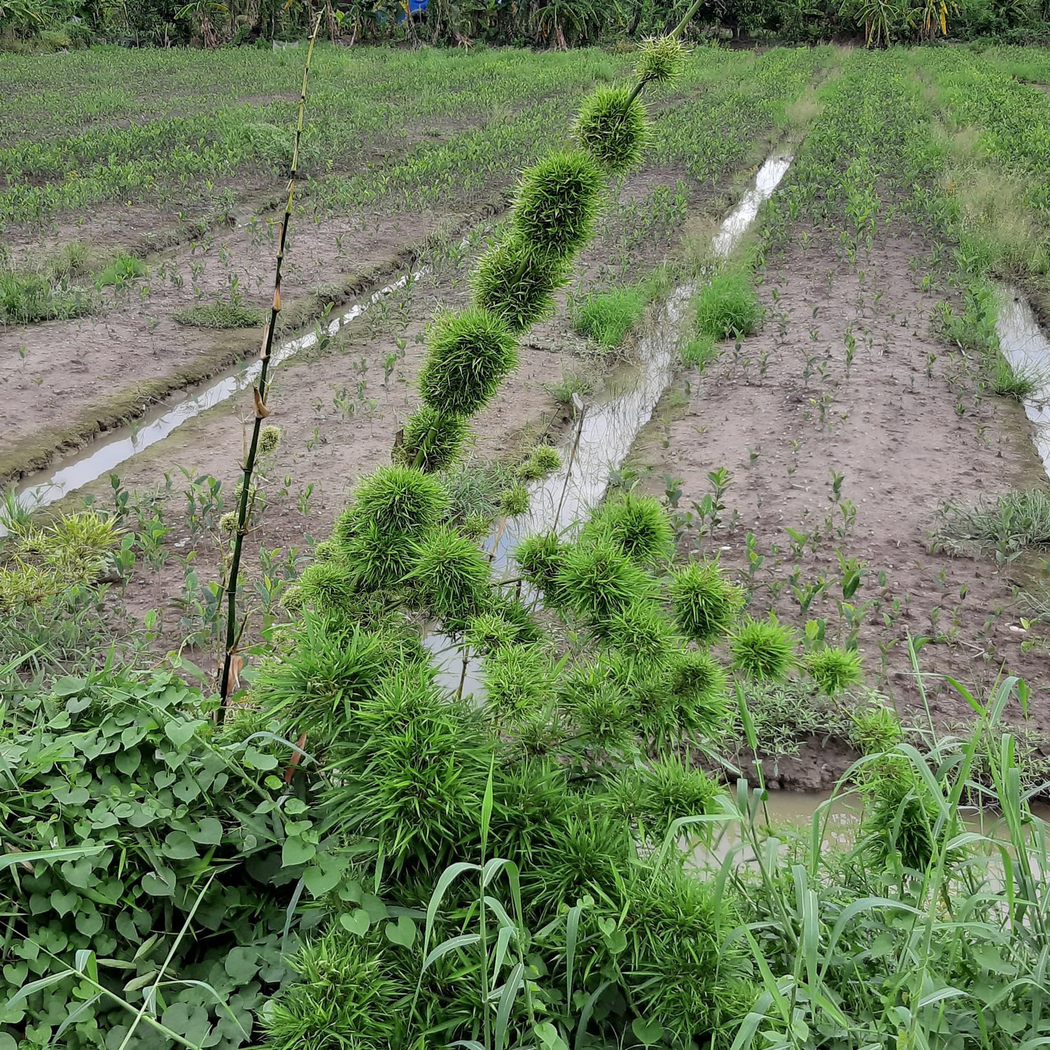 Đại lý ắc quy GS tại Vĩnh Long